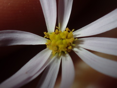 Vittadinia triloba