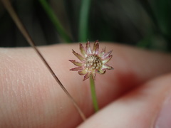 Vittadinia triloba