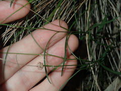 Vittadinia triloba