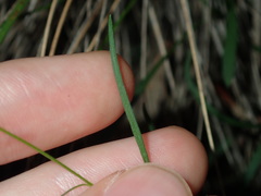 Vittadinia triloba