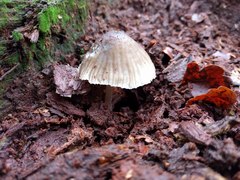 Mycena polygramma
