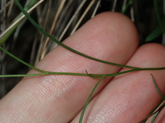 Vittadinia triloba