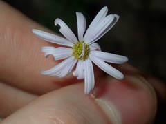 Vittadinia triloba