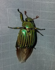 Chrysina gloriosa