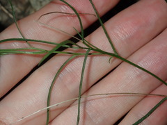 Vittadinia triloba