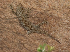 Pachydactylus namaquensis