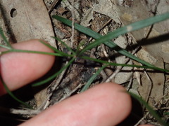 Vittadinia triloba
