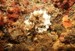 Aplousobranchia