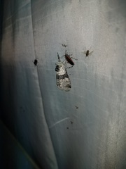 Furcula scolopendrina