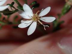 Olearia microphylla