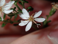 Olearia microphylla