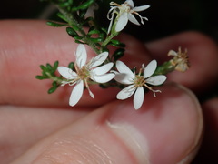 Olearia microphylla
