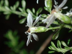Olearia microphylla
