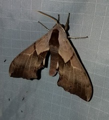 Smerinthus saliceti