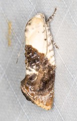 Hypertropha chlaenota