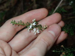 Olearia microphylla