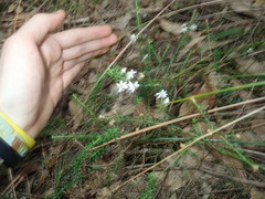 Olearia microphylla