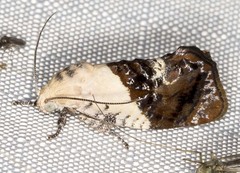 Hypertropha chlaenota