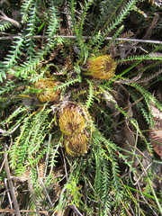 Banksia dallanneyi