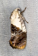 Hypertropha chlaenota
