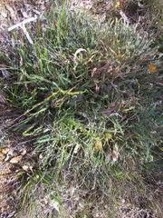 Banksia dallanneyi