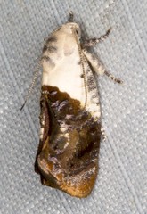 Hypertropha chlaenota