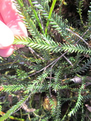 Banksia dallanneyi