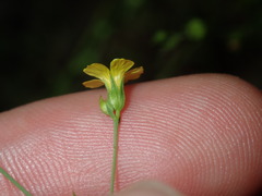 Linum trigynum