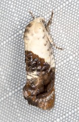 Hypertropha chlaenota