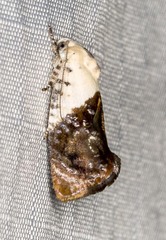 Hypertropha chlaenota