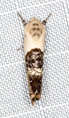 Hypertropha chlaenota