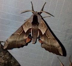 Smerinthus saliceti