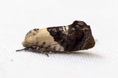 Hypertropha chlaenota
