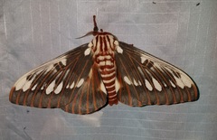 Citheronia splendens