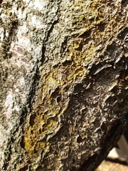 Candelariella reflexa