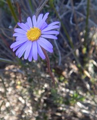 Olearia ciliata