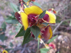 Bossiaea ornata