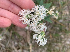Pimelea stricta