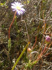 Olearia ciliata