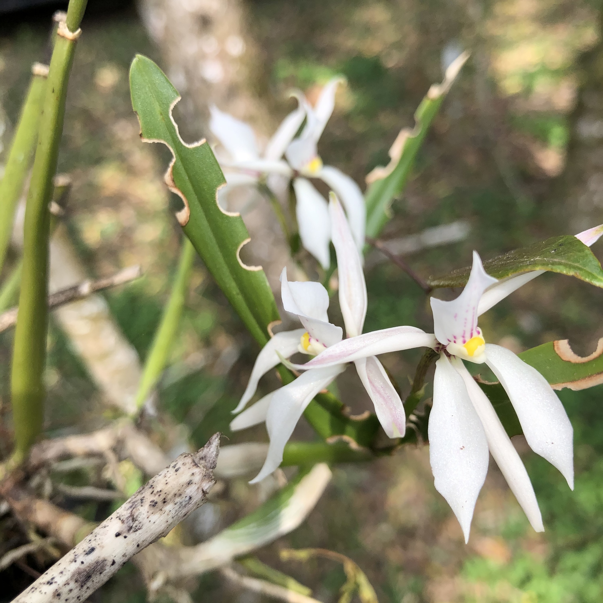 Prosthechea fausta