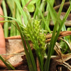 Carex breviculmis