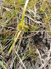 Sparganium angustifolium