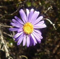 Olearia ciliata