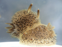 Acanthodoris rhodoceras