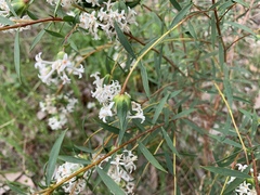 Pimelea stricta