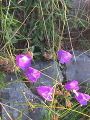 Campanula martinii