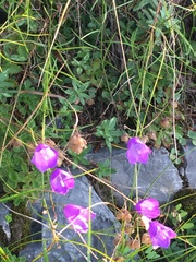 Campanula martinii