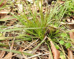 Carex breviculmis