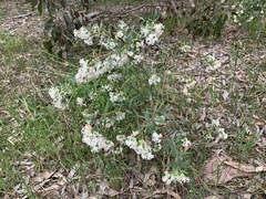 Pimelea stricta