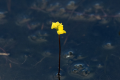 Utricularia geminiscapa